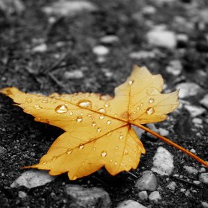 南極洲美女大黑逼
